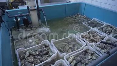 新鲜的高品质牡蛎包括鱼市场的老水。 各种篮子和牡蛎。